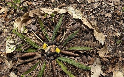 vodena gozdna kopel, vodnica gozdnih kopeli, čuječnost, stres, počutje, mandala, zdravje