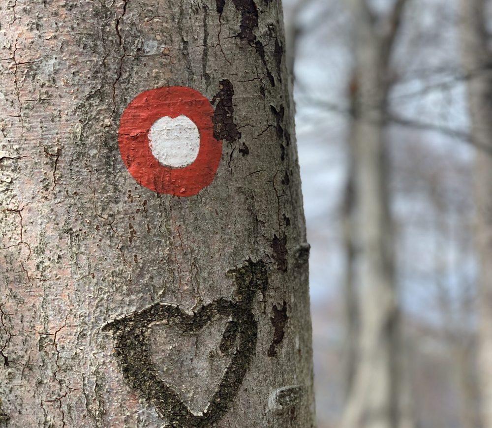 čuječnost, gozdno kopanje, gozdne kopeli, programi čuječnosti, zdravje, umirjen um, meditacija, forest bathing, mindfulness