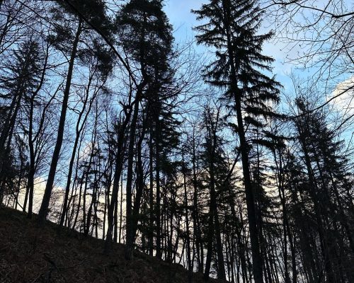 gozd narava sprehod gozdna kopel