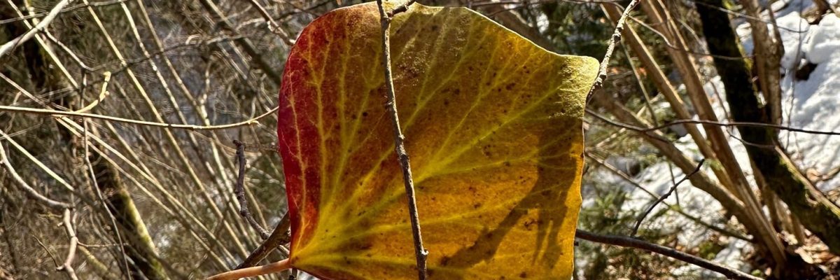 narava_gozd_gozna kopel