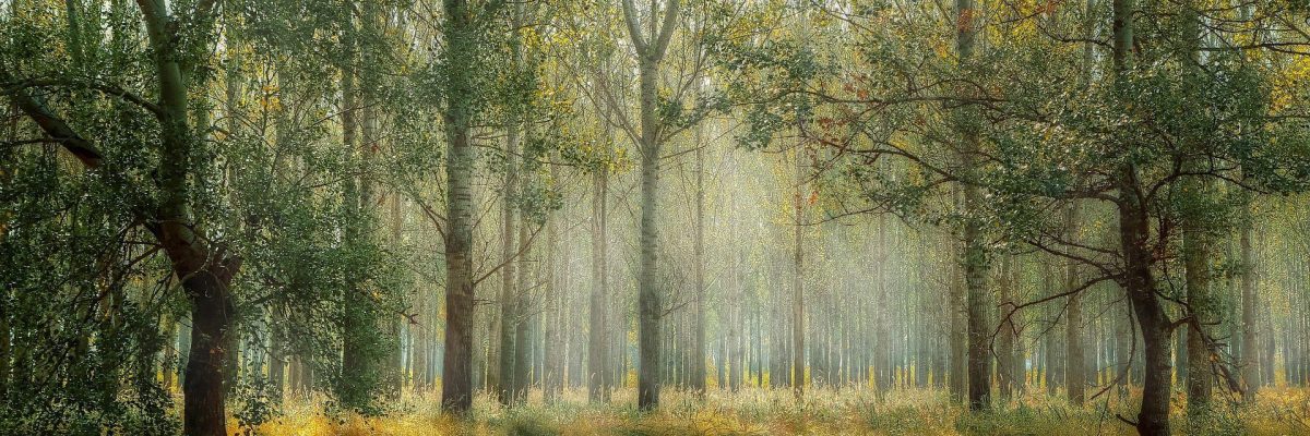 narava_gozd_zacutivse_mističen gozd