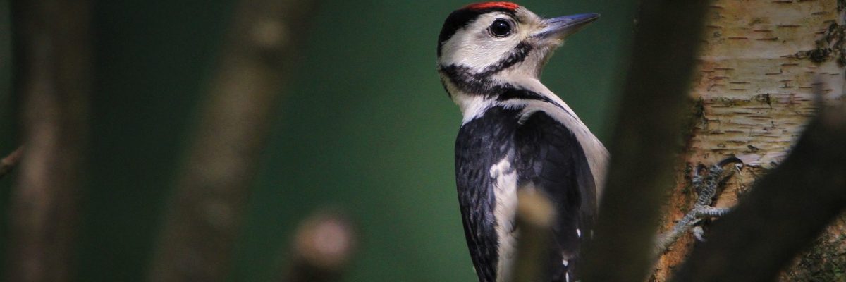 great-spotted-woodpecker-5261220_1920_narava_sprehod